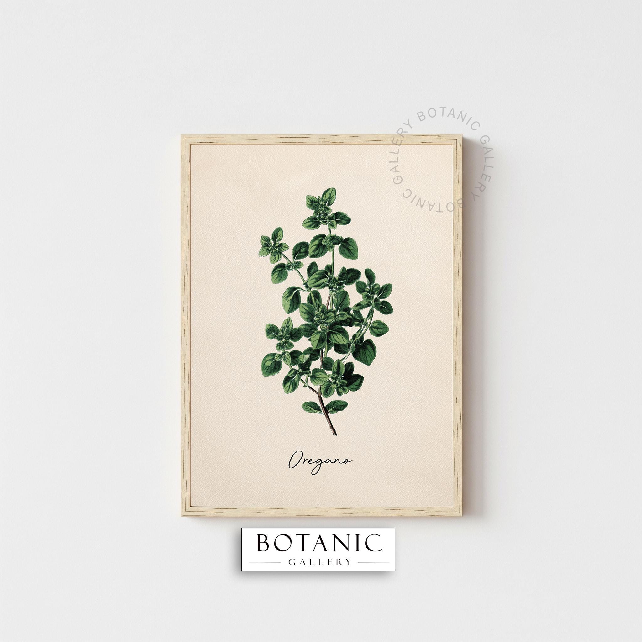 Vintage Kitchen Herbs Prints Set of 6 | Printable Digital Download ...