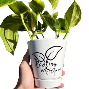 May include: A white ceramic plant pot with a green and yellow plant. The pot has a black graphic of leaves and roots with the text "I'm Rooting for you". The plant has large, heart-shaped leaves.