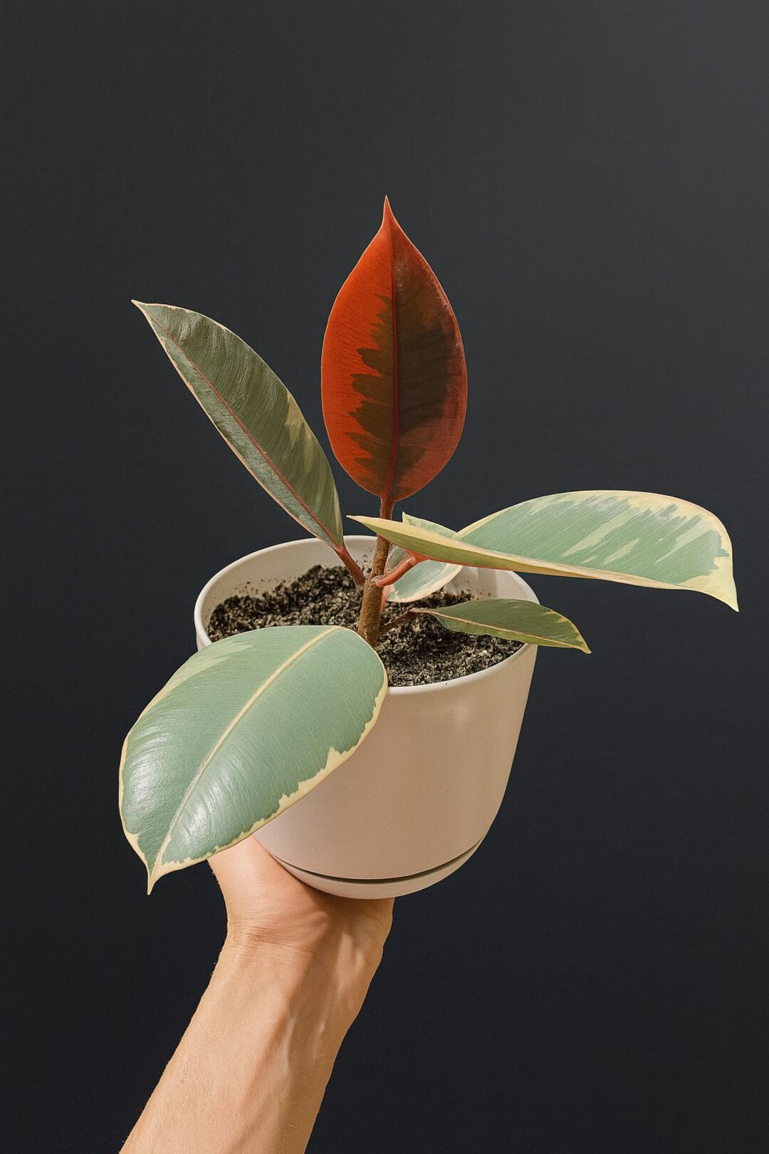 philodendron whipple way Philodendron Whipple Way