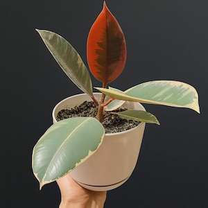 Op de afbeelding: Een rubberplant in een witte keramische pot met grote, ovale bladeren in groen, crème en rood. De plant staat tegen een donkere achtergrond. De bladeren hebben een glanzende textuur, met het rode blad als blikvanger.