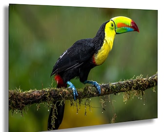Toucan Birds Costa Rica Rainforest Photo Wall Art Tropical Jungle Bird Photography Wildlife Print Colorful Exotic Bird Picture Nature Decor