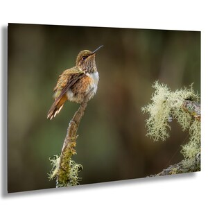 May include: A detailed photograph of a hummingbird perched on a branch. The bird has brown and white feathers, with a long, slender beak. The branch is covered in moss, and the background is a soft, blurred green.