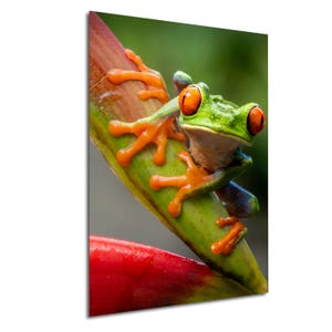 Tropical Frog Photography Costa Rica Wildlife Photography Small Frog Wall Art Rainforest Green Frog Picture Nature Decor Print