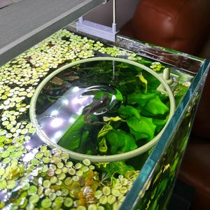 以下が含まれることがあります： ガラス製水槽の水面に浮かぶ、円形で明るい色のフローティングフィーディングリング。リングの中には、緑色の水草や小さな浮き草の間を泳ぐ暗い色の魚がおり、上部には照明器具が設置されています。
