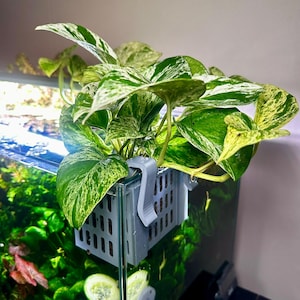 Può includere: Una pianta di pothos variegata, con foglie verdi e bianche, in un cestino di plastica grigia sopra un acquario. L'acquario contiene piante acquatiche e cetrioli a fette. Le foglie sono di un verde brillante e bianco crema.