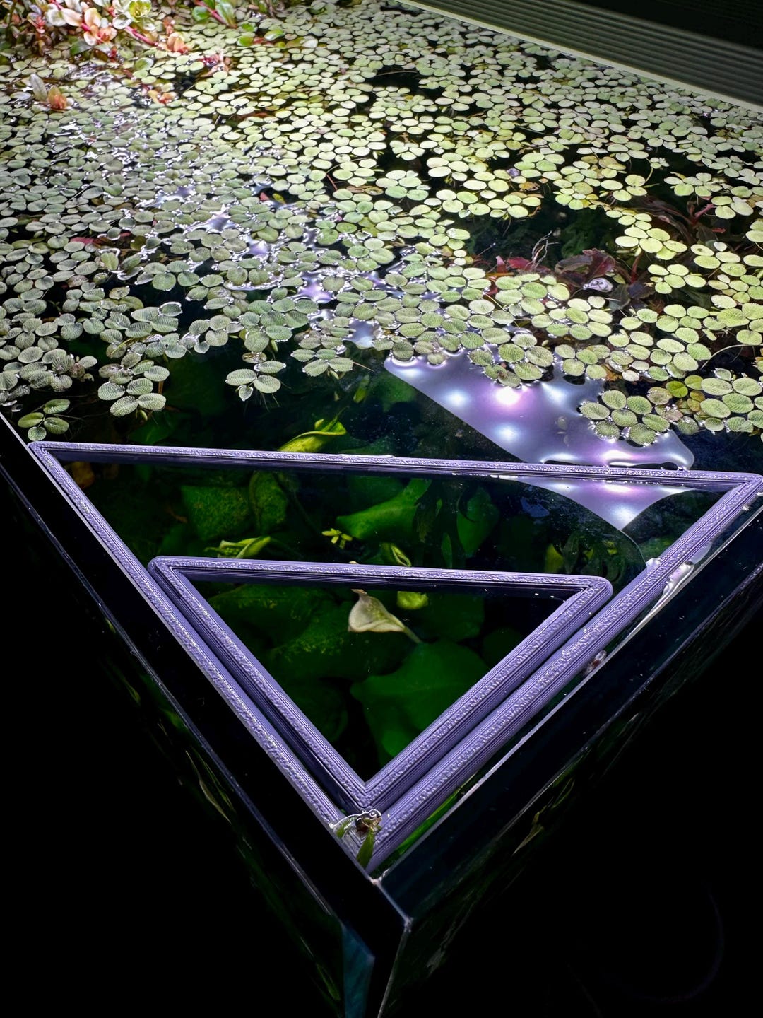 Floating Triangle Aquarium Ring | Plant & Feeding Ring | Keeps Floating ...