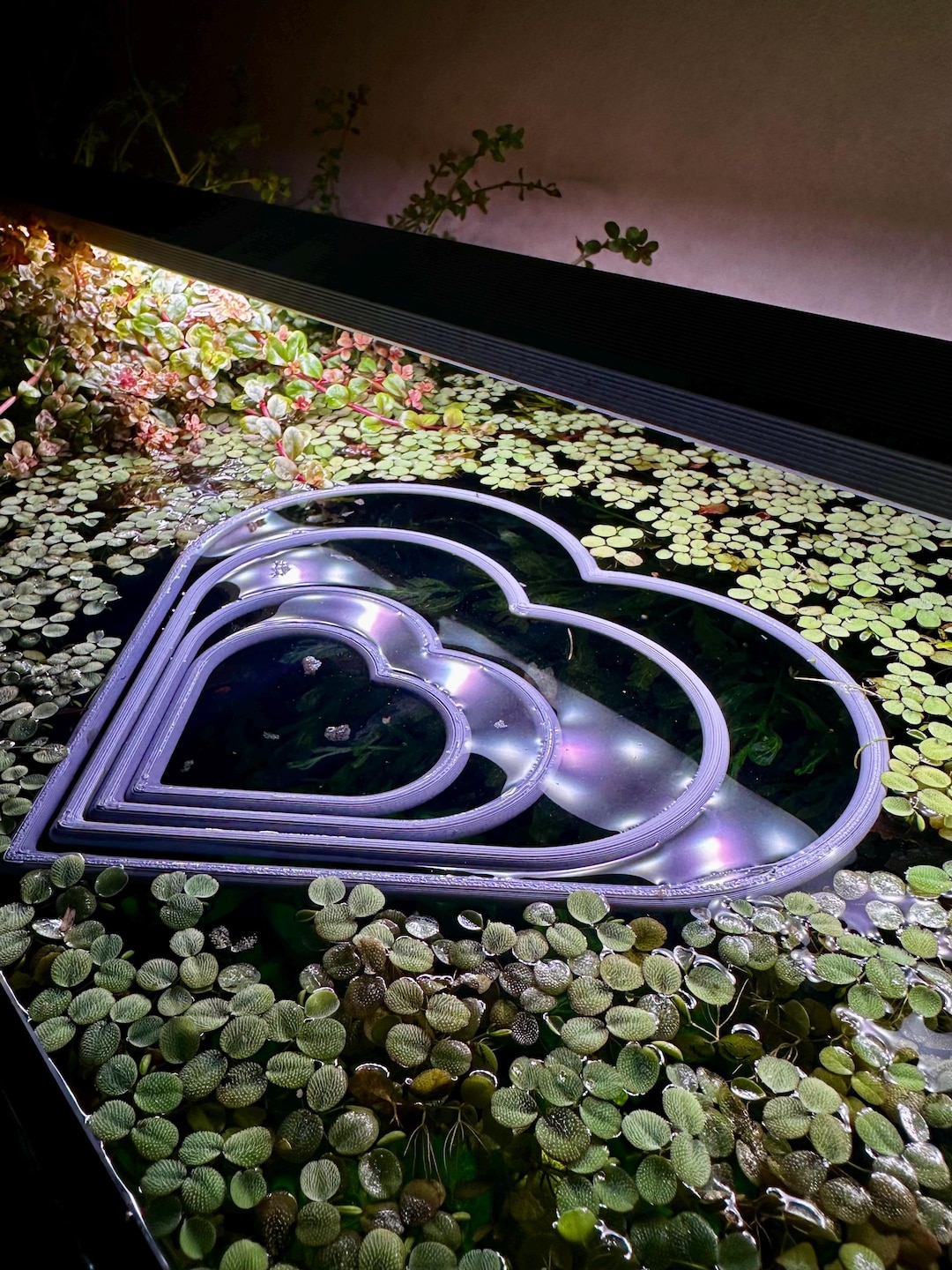 Floating Heart-shaped Aquarium Ring | Feeding & Plant Ring | Ideal for ...