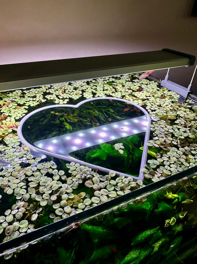 Floating Heart-shaped Aquarium Ring | Feeding & Plant Ring | Ideal for ...