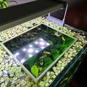 以下が含まれることがあります： 水、緑の水生植物、浮遊する円形の葉で満たされた長方形のガラス製水槽。黒いLED照明器具が水槽の上に取り付けられており、明るい白色光で内部を照らしています。小さなプラスチック製のフィルター部品が縁に取り付けられています。