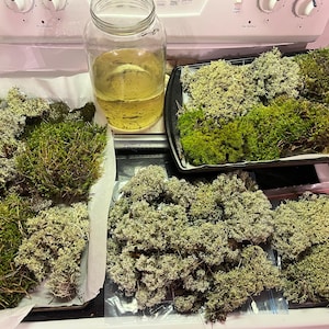 LIVE Moss & Lichen Variety Bag – Sustainably Foraged Northern MI Forest Mosses – Terrarium, Fairy Garden, Vivarium, Nature Craft – Qt or Gal