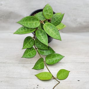 Hoya Black Margin – Rare Indoor Vining Plant, 4 Inch Nursery Pot