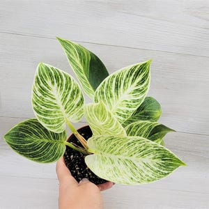 May include: A potted Philodendron Birkin plant with large, oval-shaped leaves. The leaves are a vibrant green with striking white variegation, creating a striped pattern. The plant is in a small brown pot, set against a light wood-grain background.