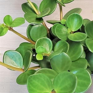 Peperomia Hope Plant in 4 Inch Pot | Easy Care Houseplant | Trailing Indoor Plant | Live Plant Gift | Low Light Tolerant Plant