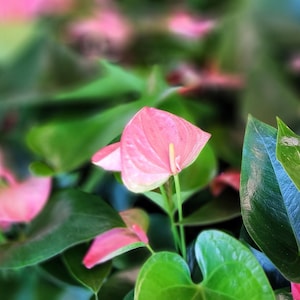 Anthurium Pink Live Plant in 4 Inch Pot - Indoor Tropical Houseplant with Heart-Shaped Flowers