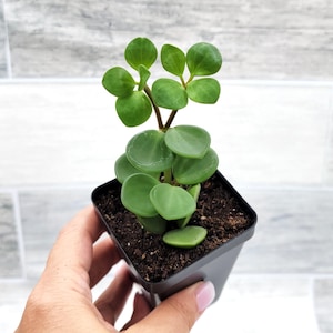Peperomia Hope in 3 Inch Pot – Easy Care Trailing Houseplant | Live Indoor Plant for Home or Office Décor