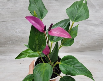 Anthurium Wonderboy X Michelle Starter Plant (ALL STARTER PLANTS