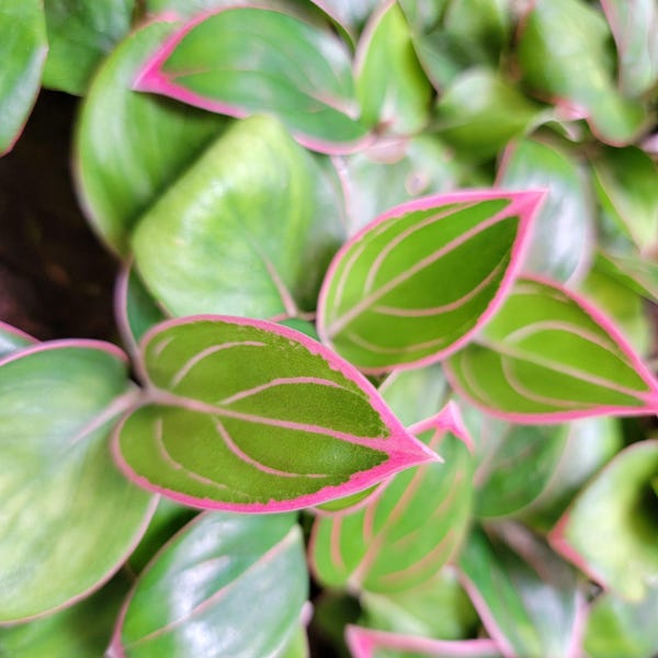Aglaonema Khanza Pink – Rare Pink & Green Indoor Plant in 3-Inch Pot – Easy Care Houseplant