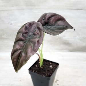 May include: A small potted plant with two large, dark purple leaves. The leaves have a textured surface and prominent veins. The plant is in a square black pot filled with soil, set against a light wood-grain background.