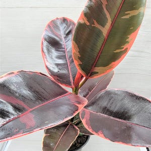 May include: A rubber plant with large, glossy leaves. The leaves are a deep burgundy color with pink and green edges. The plant is in a black pot, and the background is a light wood grain.