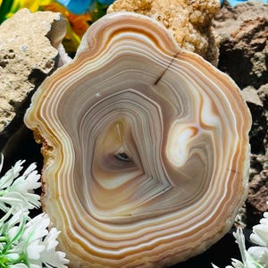 Può includere: Una fetta di agata lucidata con bande concentriche nei toni del beige, crema e marrone. La pietra presenta una superficie liscia e traslucida con un'inclusione scura centrale, che mostra la stratificazione minerale naturale in un motivo.