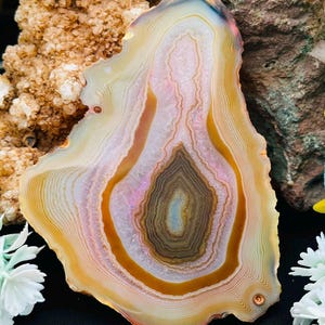 May include: A polished agate slice featuring concentric bands of cream, tan, brown, and soft pink. The center displays a dark brown core surrounded by translucent crystalline layers, with a smooth, irregular outer edge and natural mineral patterns.