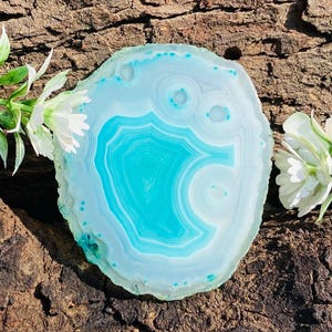 May include: A polished, round agate slice with concentric bands of light blue and turquoise hues. The stone's natural patterns create a unique, eye-catching design. The agate is displayed on a textured, brown bark surface, with white flowers.