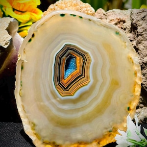 May include: A polished agate slice featuring concentric bands of cream, beige, and amber surrounding a central geode cavity filled with vibrant blue crystals. The translucent stone displays natural mineral layers and a jagged, irregular outer edge.