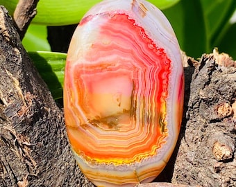 May include: An oval-shaped polished agate gemstone featuring concentric bands of vibrant red, orange, yellow, and translucent white colors. The stone has a smooth, glossy surface with a distinct layered pattern radiating from the center.
