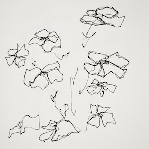 Matilija Poppy Series - Drawing, Ink on Paper 5x7 inches 006/100
