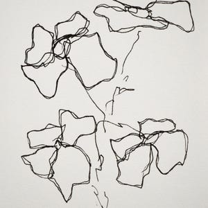 Matilija Poppy Series - Drawing, Ink on Paper 5x7 inches 009/100