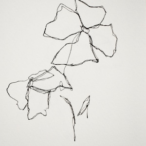 Matilija Poppy Series - Drawing, Ink on Paper 5x7 inches 008/100