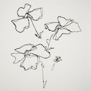 Matilija Poppy Series - Disegno, inchiostro su carta 5x7 pollici 007/100