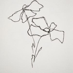 Serie Matilija Poppy - Disegno, inchiostro su carta 5x7 pollici 004/100
