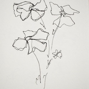 Matilija Poppy Series - Drawing, Ink on Paper 5x7 inches 005/100