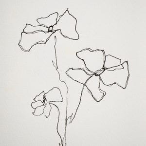 Serie Matilija Poppy - Disegno, inchiostro su carta 5x7 pollici 001/100