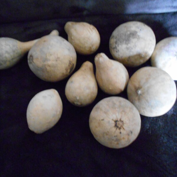 10 assorted dried mini gourds.