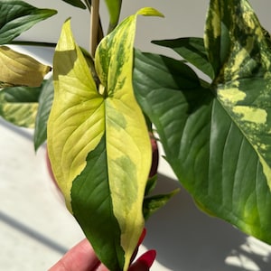 Variedad de esquejes de plantas raras o poco comunes / plantas de interior
