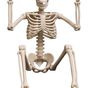 Beweegbare skeletten – 16" Halloween skeletdecoratie voor binnen en buiten, spookachtig feest, spookhuis, tuin, terrasdecoratie