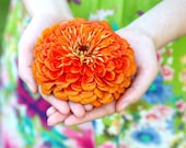 California Giants Zinnia Seeds