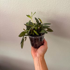 Hoya Sea Stone | Rare Trailing Indoor Plant with Speckled Leaves | Easy Care | Live Plant in Nursery Pot