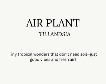 Printable Air Plant Care Guide: Houseplant Tips, Digital Download
