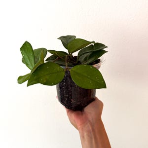 Hoya Chelsea | Hoya Carnosa Chelsea | Waxy Trailing Plant with Dimples | Easy Care Houseplant | Live Plant in 5” Pot