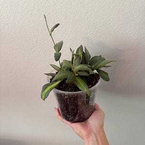 Hoya Sea Stone | Rare Trailing Indoor Plant with Speckled Leaves | Easy Care | Live Plant in Nursery Pot