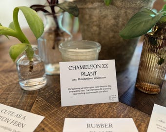 Guía de cuidados de la planta Chameleon ZZ: Consejos imprimibles para plantas de interior (descarga digital)