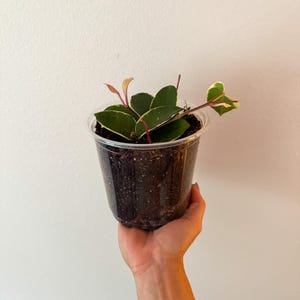Hoya Carnosa | Wax Plant | Easy-Care Trailing Houseplant | Live Plant in 5” Pot | Indoor Plant Gift | Low Light Friendly