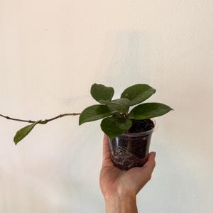Hoya Chelsea | Hoya Carnosa Chelsea | Waxy Trailing Plant with Dimples | Easy Care Houseplant | Live Plant in 4” Pot