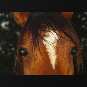Horse, eyes, Photography, nature, Equestrian Wall art, Framed Horse Poster, Rustic Home Decor, Animal Lover Gift, Farmhouse Style Artwork