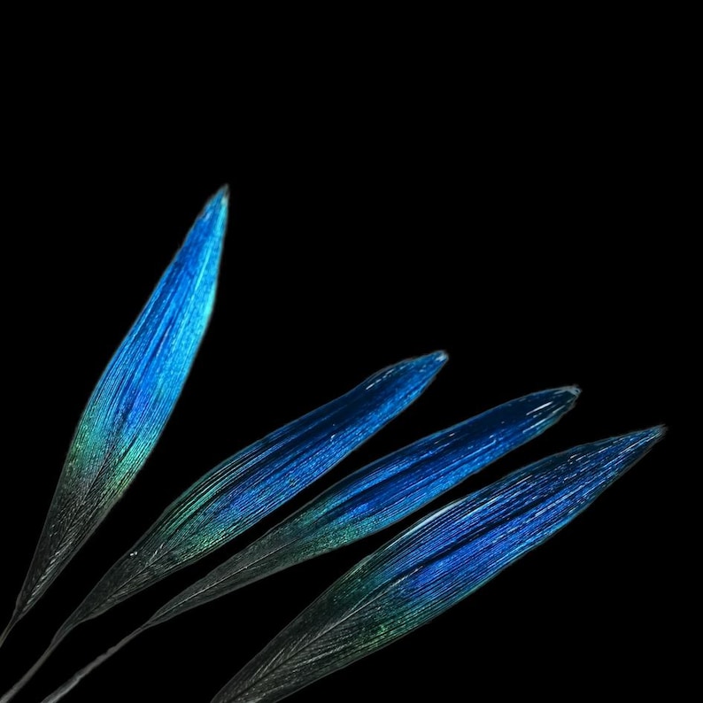 May include: Four blue and green iridescent leaves against a black background. The leaves have a long, slender shape with a pointed tip. The color transitions from a deep blue to a vibrant green, creating a striking visual effect.