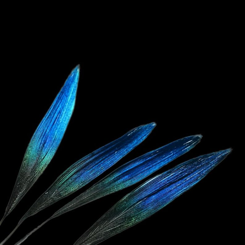 May include: Four blue and green leaves against a black backdrop. The leaves display a gradient effect, shifting from a vibrant blue to a deep green. The leaves are long and slender, with a textured surface.