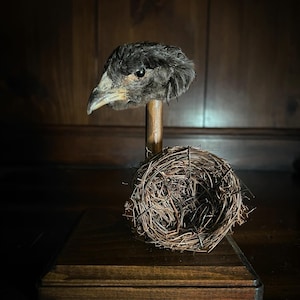 May include: A taxidermied bird head with a wooden stand, positioned above a small, woven bird's nest. The bird head has dark feathers and a light-colored beak. The nest is made of intertwined twigs, and the base is a dark wood.